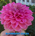Bloomquist Azalea